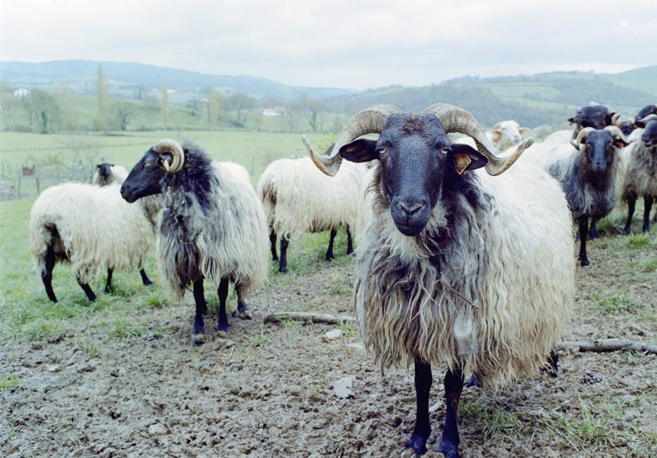 The Pyrenees sheep
