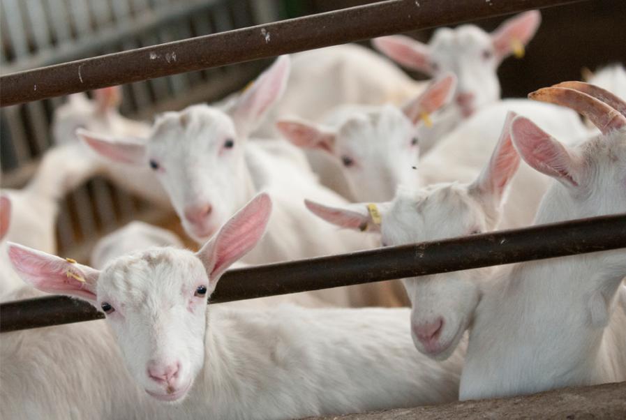 Goats in Poitou